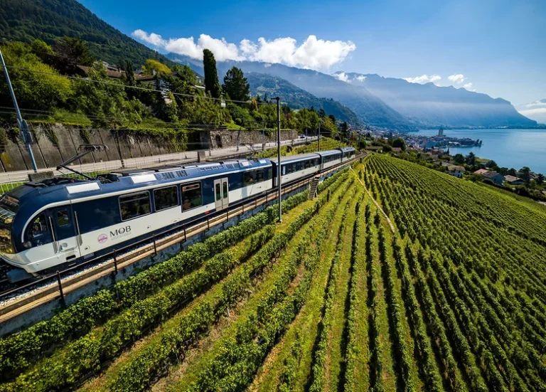 A Train On A Train Track In A Vineyard