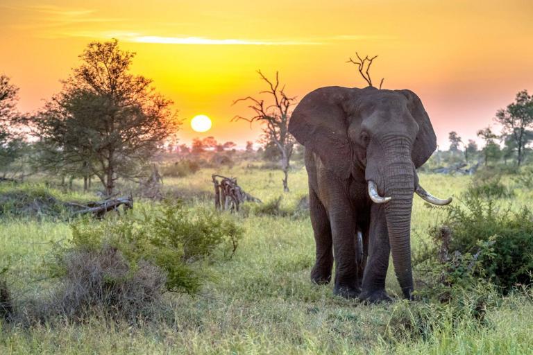 An Elephant In A Grassy Field With Trees And A Sunset